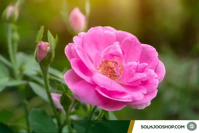 طرز تهیه مربای گل محمدی