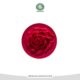 مالد گل رز m3122